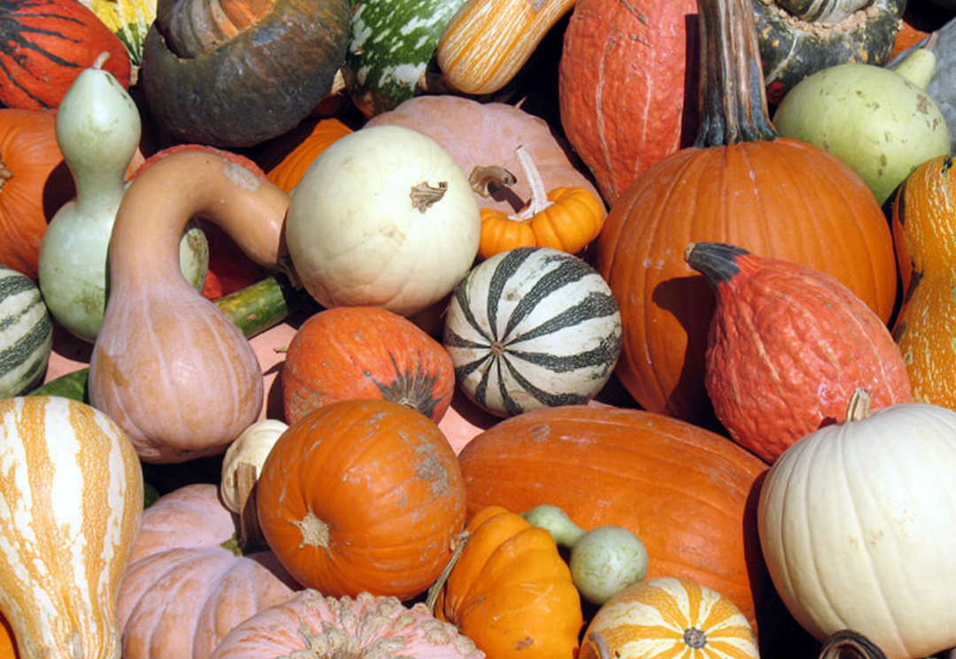 Courges : diversité, conservation et astuces anti-gaspi