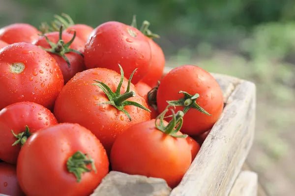 Conservation de la tomate : nos conseils ! - Willy anti-gaspi